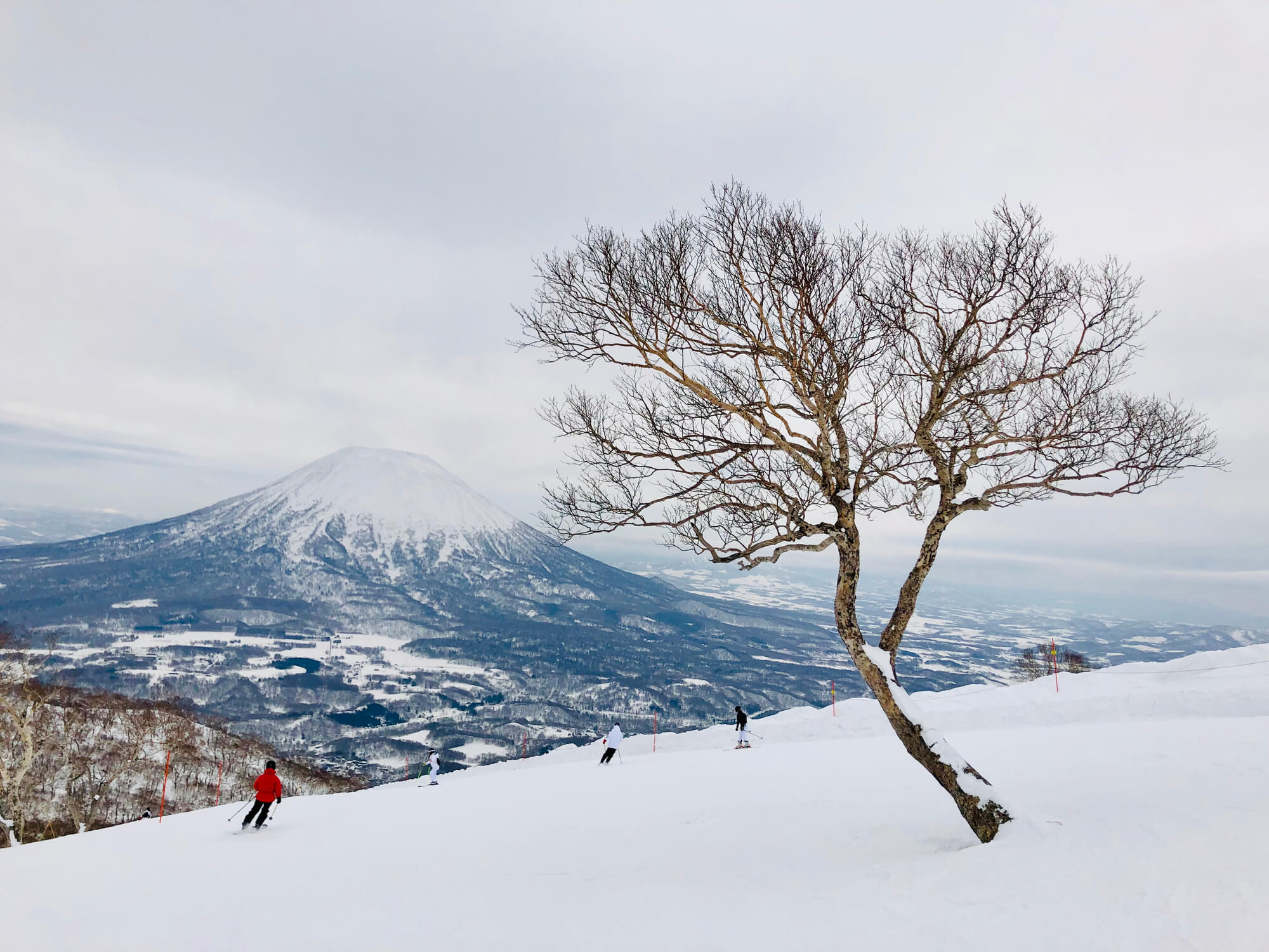 Paper birch trees covered in snow on the ski slopes of Niseko in the Japanese island of Hokkaido, with Mount Yotei in the background